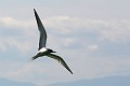 IMG_3769_r1