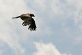 IMG_4435_r1