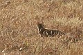 IMG_9874_r1