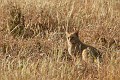 IMG_9884_r1