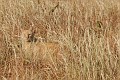 IMG_9893_r1