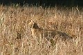 IMG_9917_r1