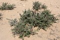 IMG_2005_r1