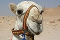 IMG_2026_r1