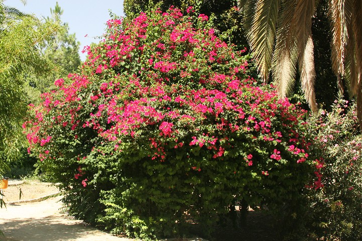 IMG_5037_r1.jpg