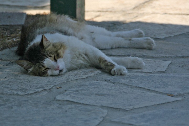 IMG_5155_r1.jpg