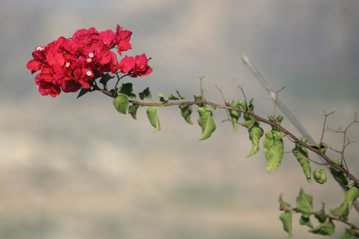 IMG_5238_r1.jpg