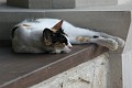 IMG_5277_r1