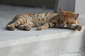 IMG_5279_r1
