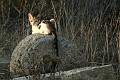 IMG_5285_r1