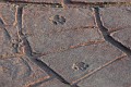 IMG_5291_r1